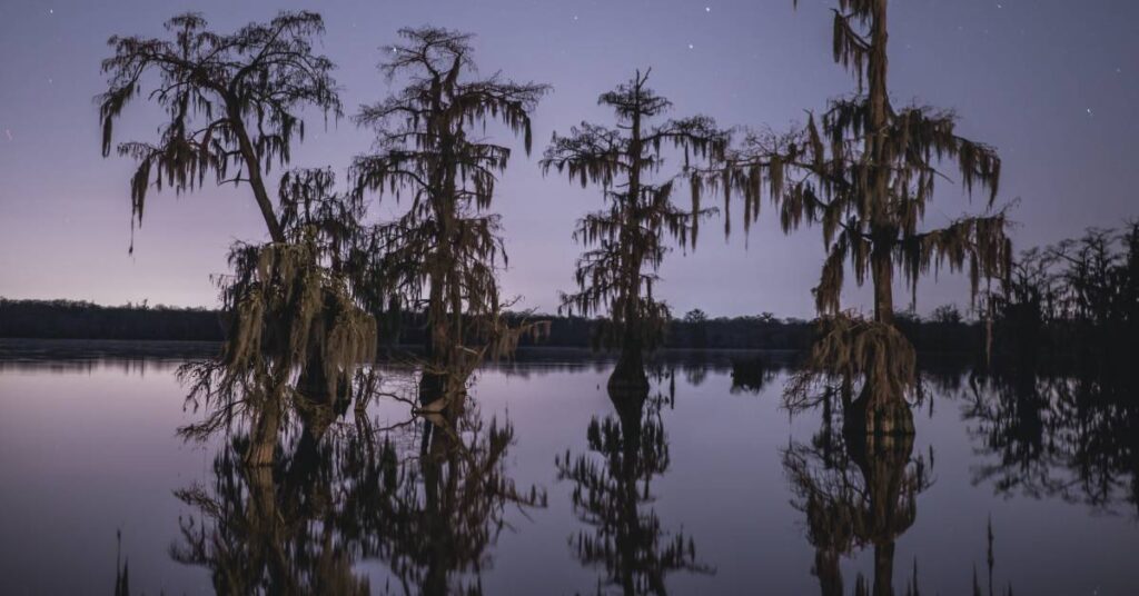 An image of some swampy Louisiana scenery.