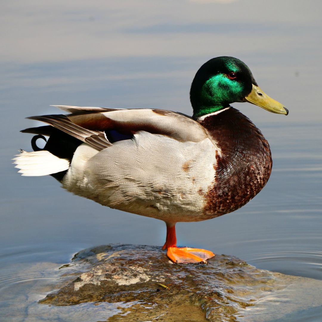 duck sitting on rock