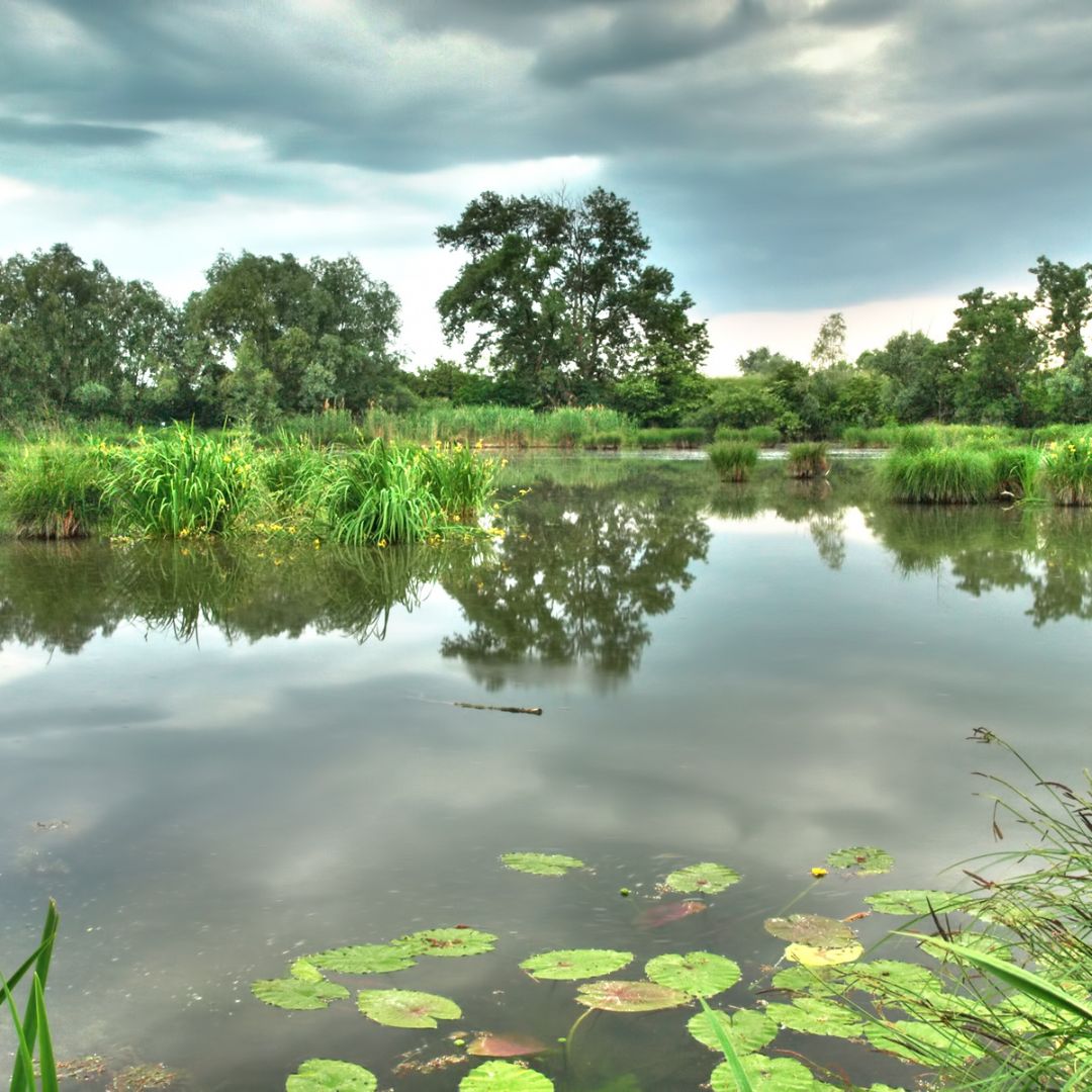cajun swamp