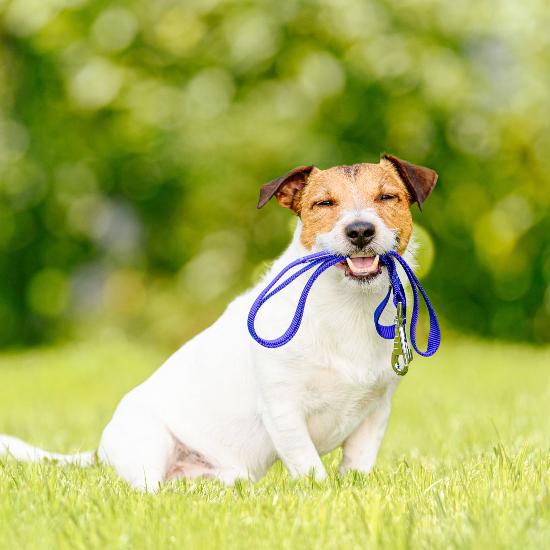 dog holding leash