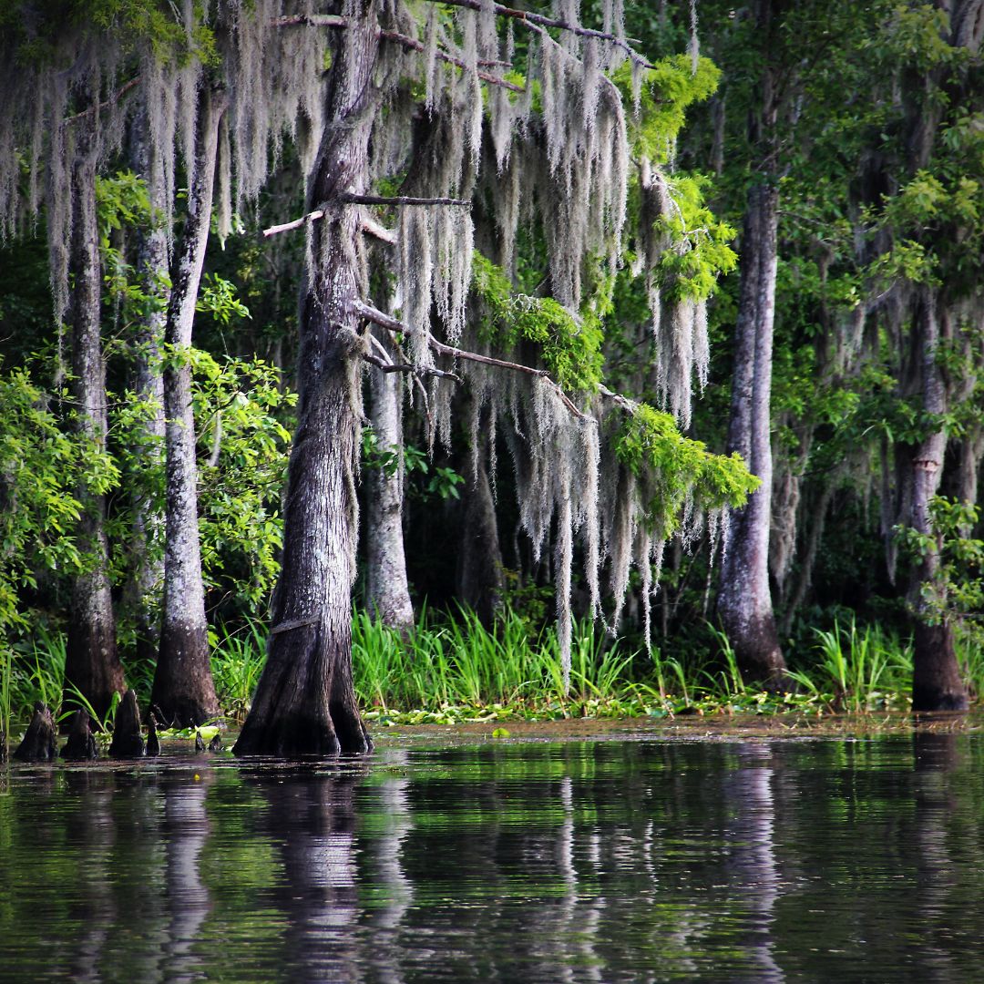 swamp in the bayou