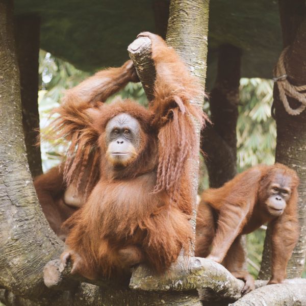 monkey at zoo