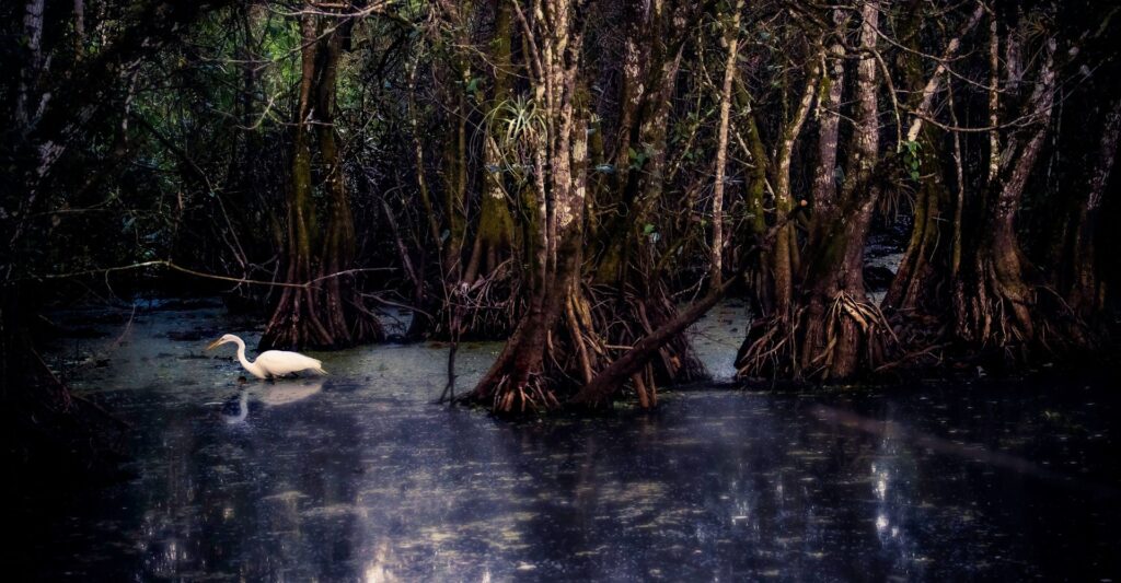 swamp with heron