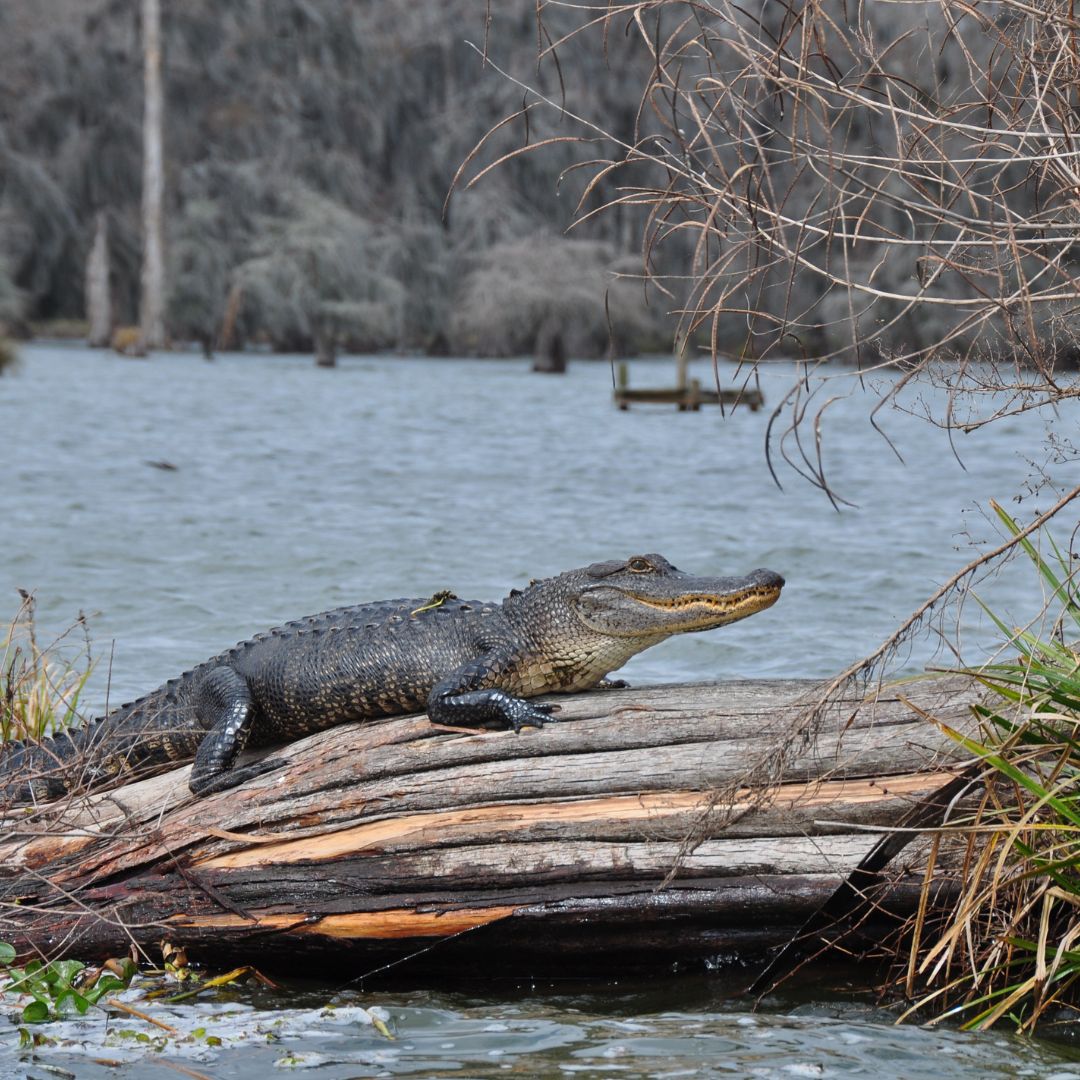 an aligator on a log